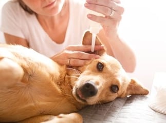 Nettoyer les oreilles chien